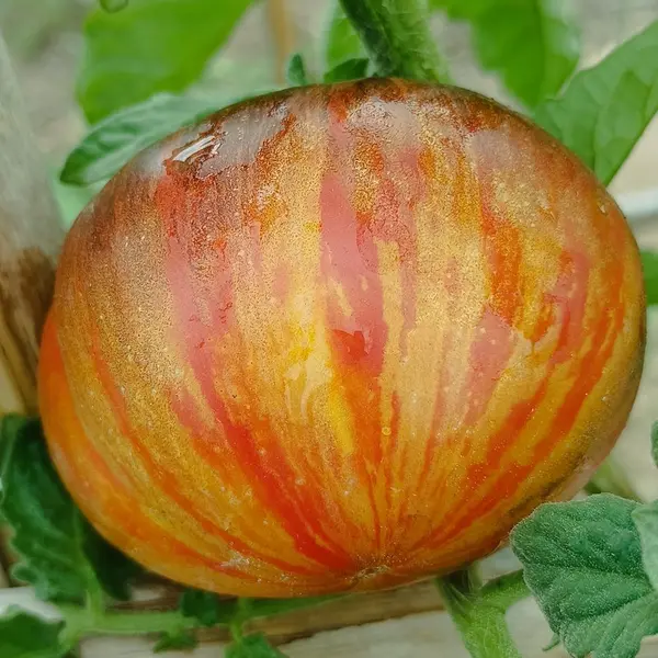 Semillas de Tomates