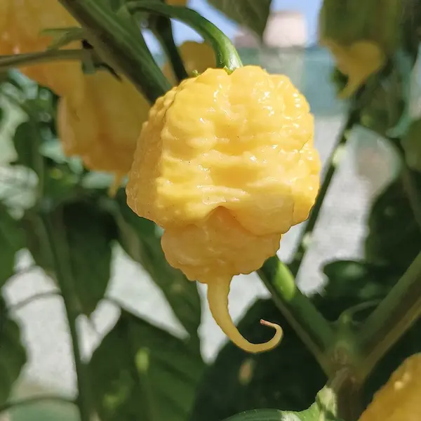 Semillas de Chiles y Pimientos