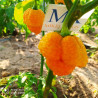 7 Pod Brain Strain x Moruga Scorpion,10 semillas,seeds,Capsicum chinense (440)