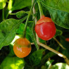 7 Pod Bubblegum Mini Red,10 semillas,Capsicum chinense (451)