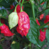 7 POD Chaguanas Red 10 semillas,capsicum chinense , (78)