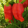 7 POD Long-LG,10 semillas,Capsicum chinense (433)