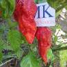 7 POD Rennie,10 semillas,seeds,Capsicum chinense,cosecha propia (121)