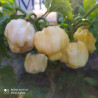 7 POD White,10 semillas,Capsicum chinense (220)