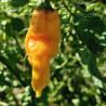 9 Borg Yellow , 10 semillas . capsicum chinense (549)