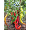 Aji Civri ,10 semillas ,Capsicum annuum   (30)