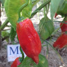 Aji Norteño,10 semillas,seeds,Capsicum baccatum,cosecha propia (54)