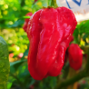 Aji Umba Red,10 semillas , Capsicum chinense (118)