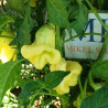 Aji White Fantasy , 10 semillas , Capsicum baccatum  (345)