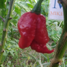 Apocalypse Red,10 semillas,Capsicum chinense (396)