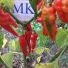 ARROWHEAD,10 Semillas,Capsicum chinense, (115)