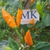 Baumchilli orange,10 semillas,Capsicum annuum (408)