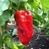 Beaver Dam 10 semillas, origen Hungría , Capsicum annuum  (36)