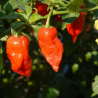 Bengle naga , 10 semillas , capsicum chinense (128)