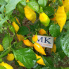 Beni Highlands,Bolivia,10 semillas,Capsicum chinense  (88)