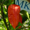 Bhut Jolokia,10 semillas,Capsicum chinense,cosecha propia (5)