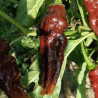 Bhut Jolokia Chocolate , 10 semillas , Capsicum chinense (643)