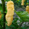 Bhut Jolokia Stamm Assam Peach,10 sermillas,seeds,Capsicum chinense (445)