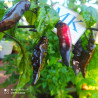 Bhut Jolokia X Pimienta de Neyde , 10 semillas , Capsicum chinense (163)