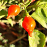 Biquinho Red , 10 semillas , capsicum chinense (783)