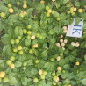 Bird Charapita , 10 semillas , Capsicum chinense (508)