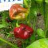 BLACK STINGER , 10 semillas , Capsicum chinense (95)