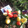 Burke Backyard Thai Chilli,10 semillas,Capsicum annuum (262)