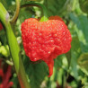 Carolina Reaper , 10 semillas , Capsicum chinense (200)