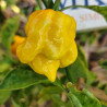 Carolina Reaper Orange , 10 semillas , capsicum chinense (112)