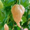 Carolina Reaper Pink , 10 semillas , Capsicum chinense (528)
