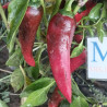 Cayena Dragon , 10 semillas , Capsicum annuum (450)