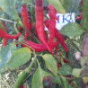 CAYENNE,Capsicum annuum ,10 semillas ,cosecha propia (26)