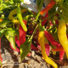 CHARLESTON HOT ,Capsicum annuum,10 semillas ,cosecha propia (53)
