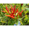 CHI-CHIEN ,Capsicum annuum,10 seeds,semillas ,cosecha propia (47)