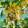 Coyote Zan White,10 semillas,Capsicum chinense (455)