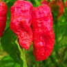 Edora CS,10 semillas,Capsicum chinense (461)
