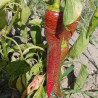 Elephant pepper,10 semillas,Capsicum annuum (347)