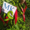 Fushimi Chilli , 10 semillas , Capsicum annuum (343)