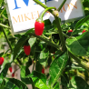 Guatemala Chiltepin,10 semillas,Capsicum annuum (398)
