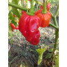 Habanero Antillasis Caribbean,10 semillas,Capsicum chinense (123)