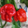 Habanero Guadara , 10 semillas, capsicum chinese (484)