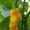 Habanero Roatan Pumpkin,10 Semillas,Capsicum chinense (135)