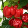 Habanero St. Lucia Island , 10 semillas,Capsicum chinense (180)