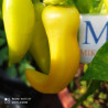 Hungarian Yellow Wax,10 semillas,Capsicum annuum (281)