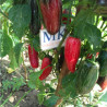 Jalapeño Biker Bills , 10 semillas , Capsicum annuum (186)