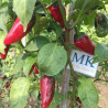 Jalapeño Comun , 10 semillas ,Capsicum annuum (4)