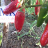 Jalapeño Early , 10 semillas , Capsicum annuum , cosecha propia (187)
