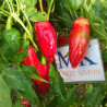 Jalapeño "TAM" , 10 semillas , Capsicum annuum  (185)