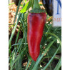 Jalapeño Telica, 10 semillas,Capsicum annuum (325)