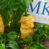Jay's Peach Ghost Scorpion,10 semillas,Capsicum chinense (166)